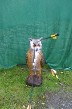 Field Archery using 3 D targets